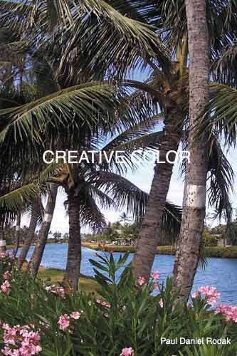 lgcanalatyytree.jpg (30051 bytes)