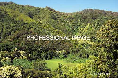 lghanameadows.jpg (31124 bytes)