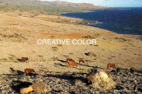 lgleewardmauicattle.jpg (33958 bytes)