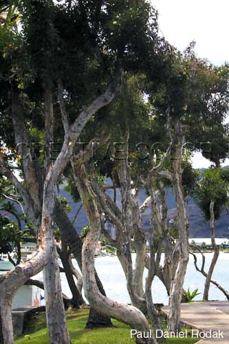 lgwalkway.jpg (34085 bytes)