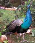 smpeacockcrop.jpg (3115 bytes)