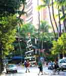 smwaikikicrop.jpg (3569 bytes)